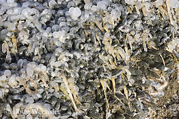 Salt Marsh frigid  Ribbed Mussels in ice _F2B6600.jpg - 92070 Bytes